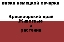 вязка немецкой овчарки - Красноярский край Животные и растения » Собаки   . Красноярский край